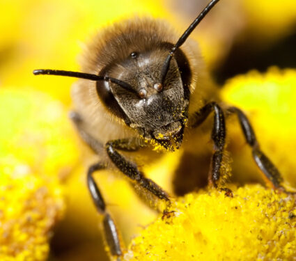The,Bee,With,The,Pollen,On,Its,Head,And,Legs