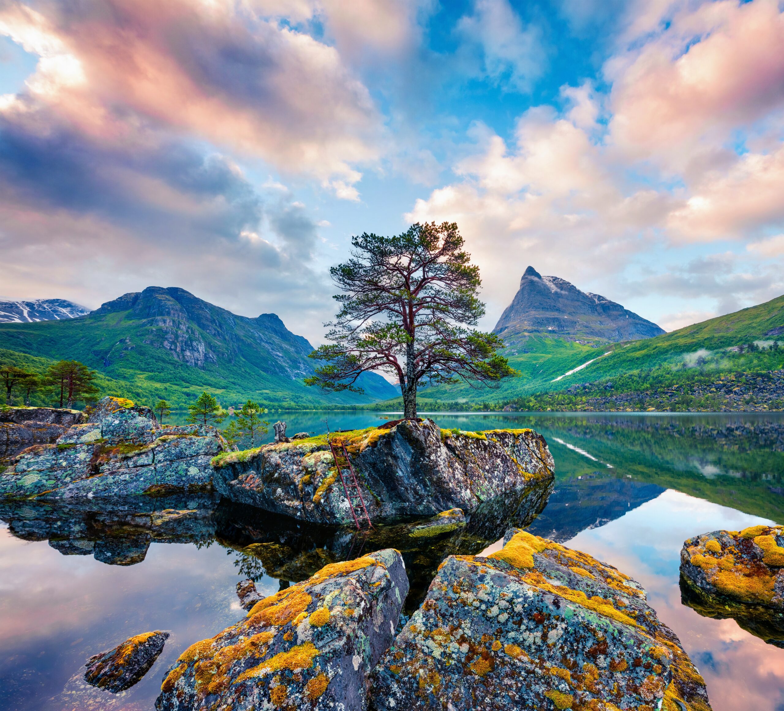 Thousands of tree species remain undiscovered