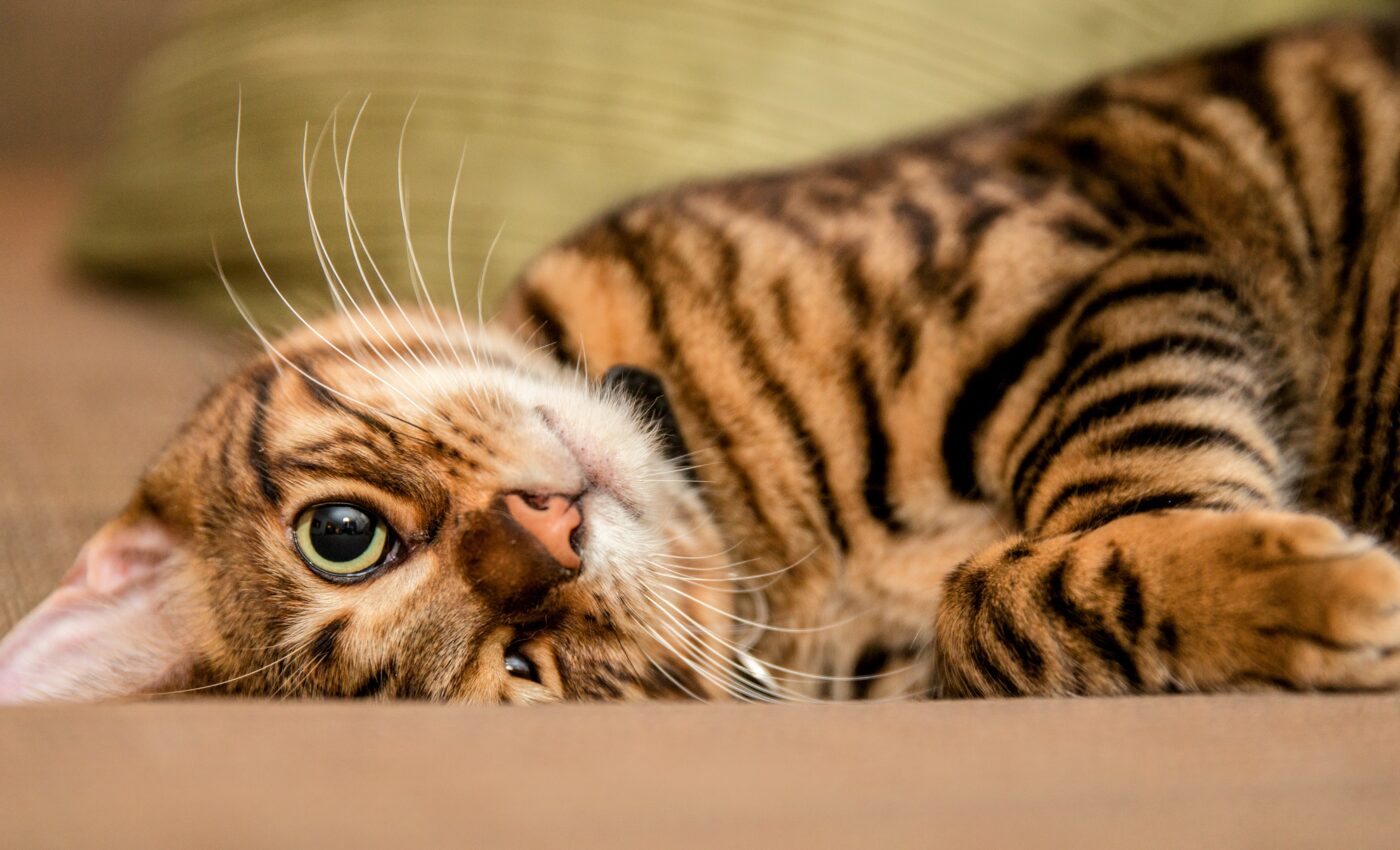 Cat brains shrank in size as a result of domestication