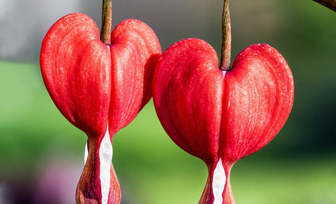 New secrets of flower diversity revealed