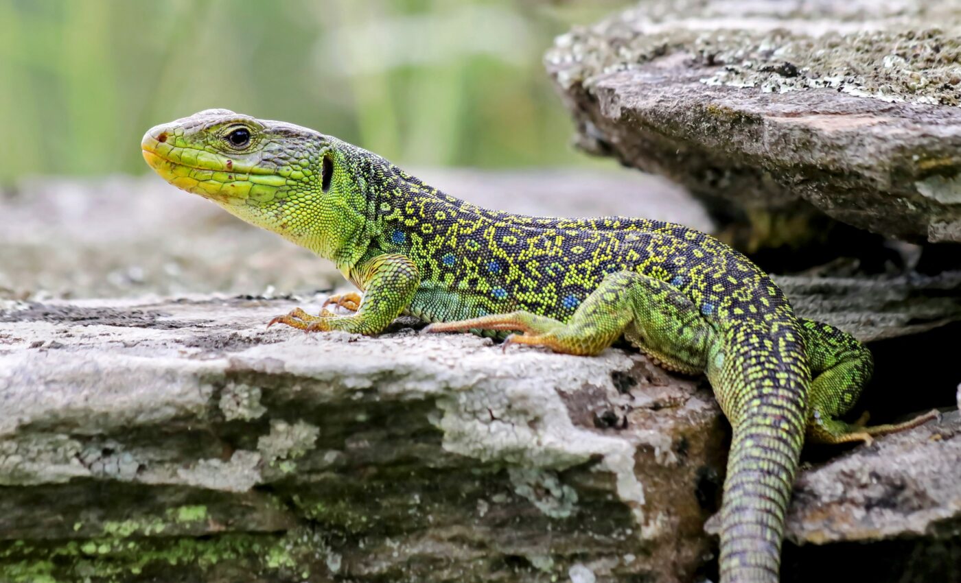 Ocellated lizard camouflage explained by a simple equation