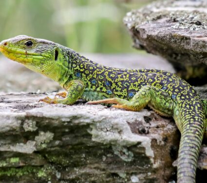 Ocellated-lizards.jpg