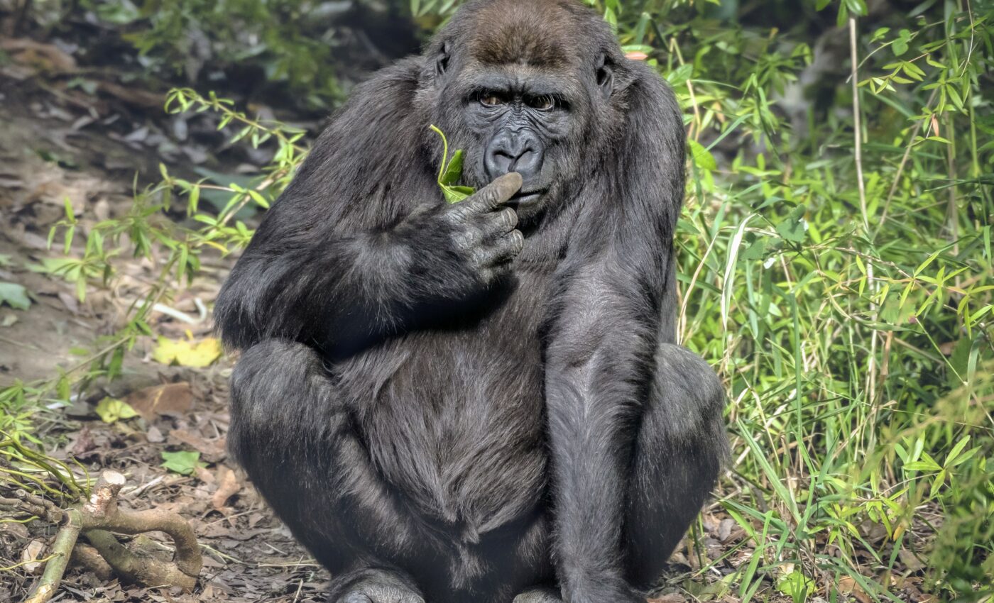 Sense of smell has diminished in humans and other primates