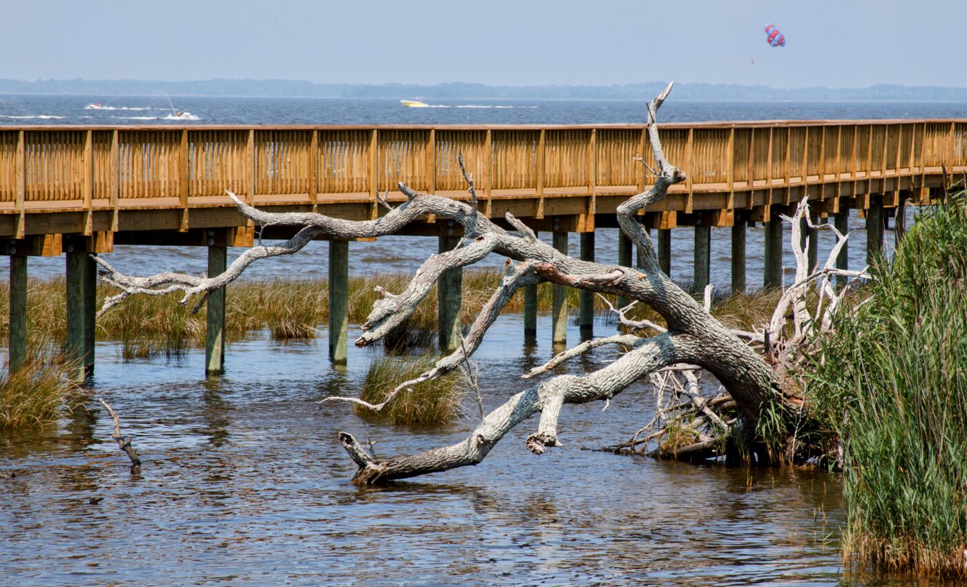 Why are dead trees emitting methane?