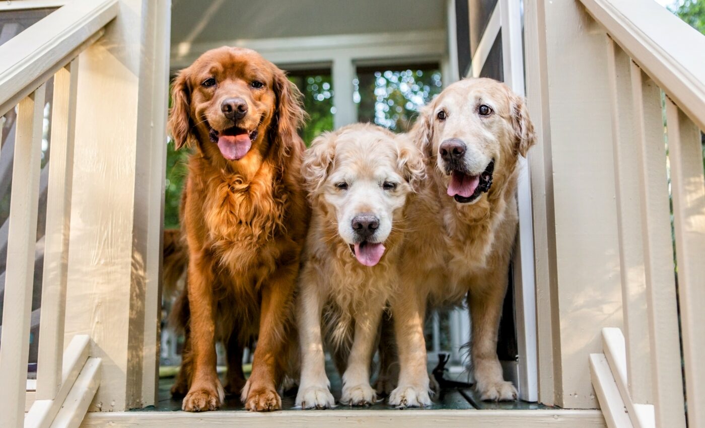 Ambitious project will shed light on the aging process in dogs