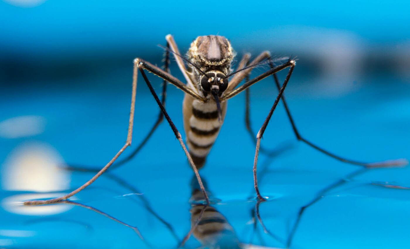 Mosquitoes are attracted to specific scents and colors