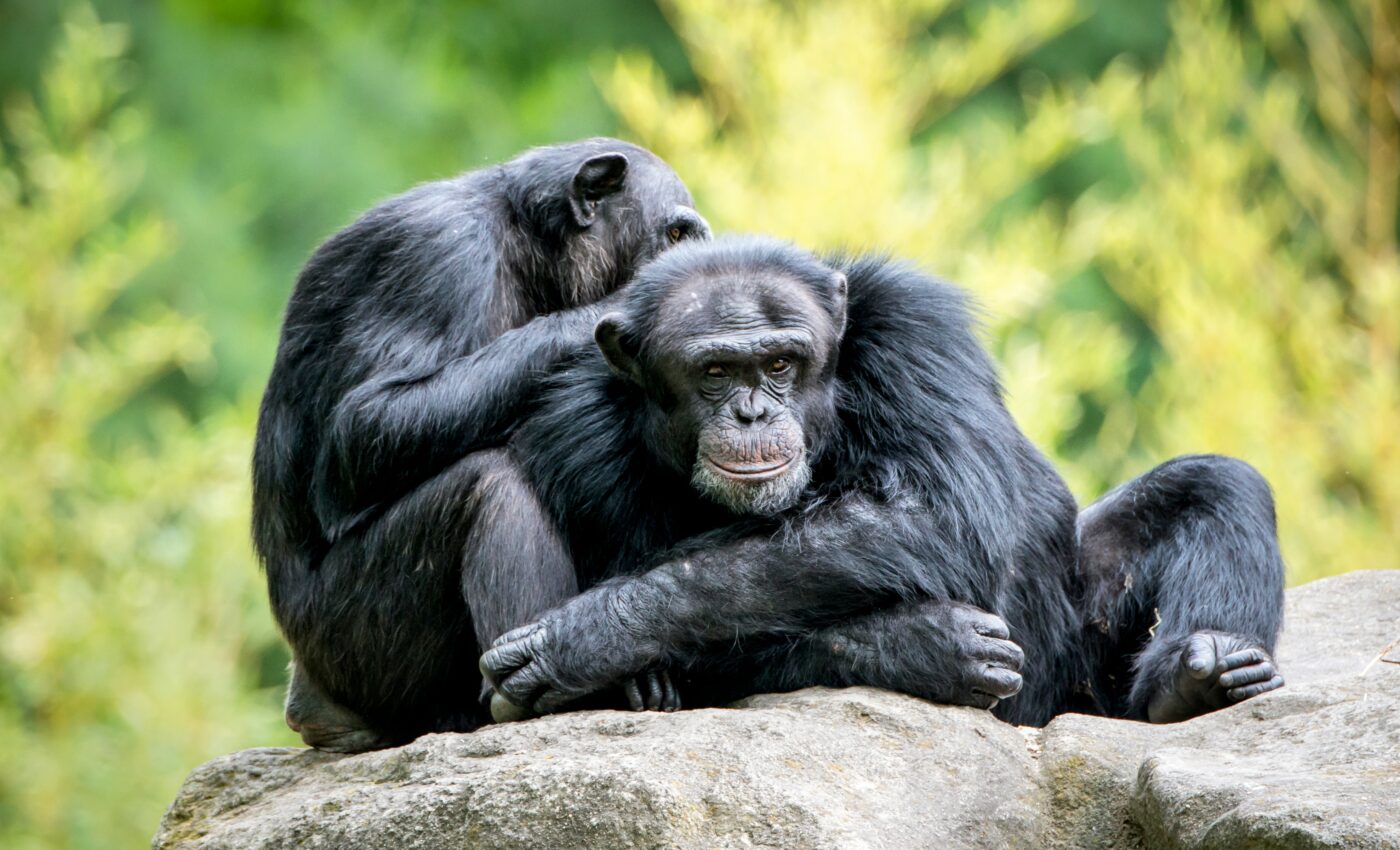 Chimpanzees use insects to tend to each other’s wounds