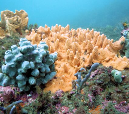 Sponge-gardens.jpg