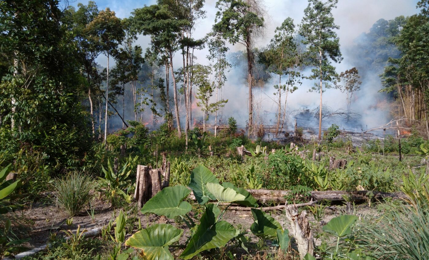 The true impact of peatland fires has been underestimated