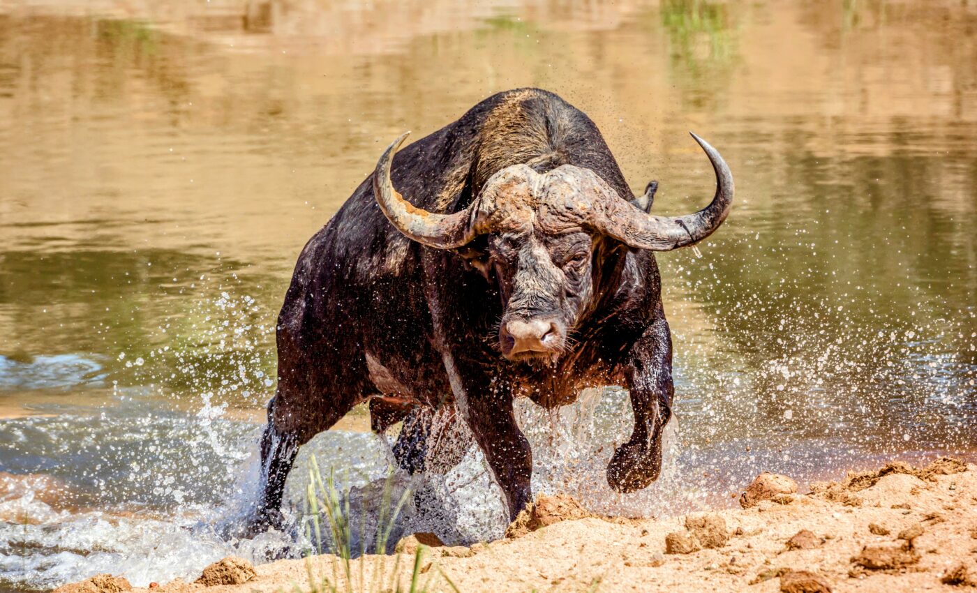 In animal conflicts, large weapons may be designed for deception