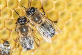 Closeup,Macro,Big,Drone,Bee,In,Honeycomb,Male,Bee,With