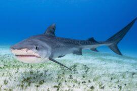 Tiger sharks are shifting poleward as temperatures rise