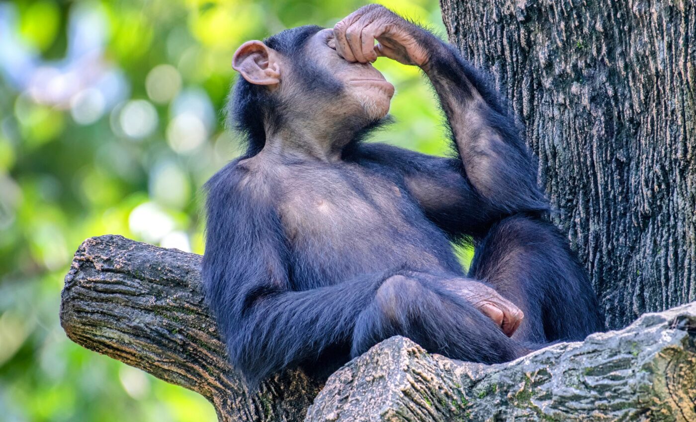 Monkeys, like humans, can “choke under pressure”