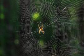 The,Spider,Climbs,On,The,Web.