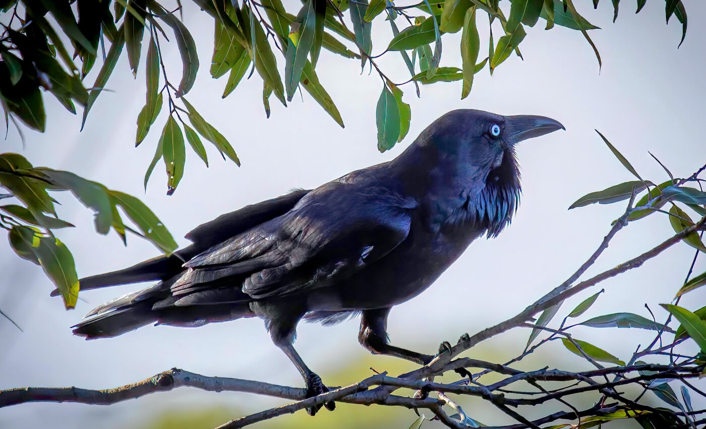 Big brains may help birds cope with climate change