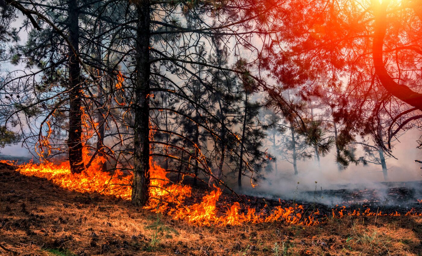What are the carbon costs of wildfires?
