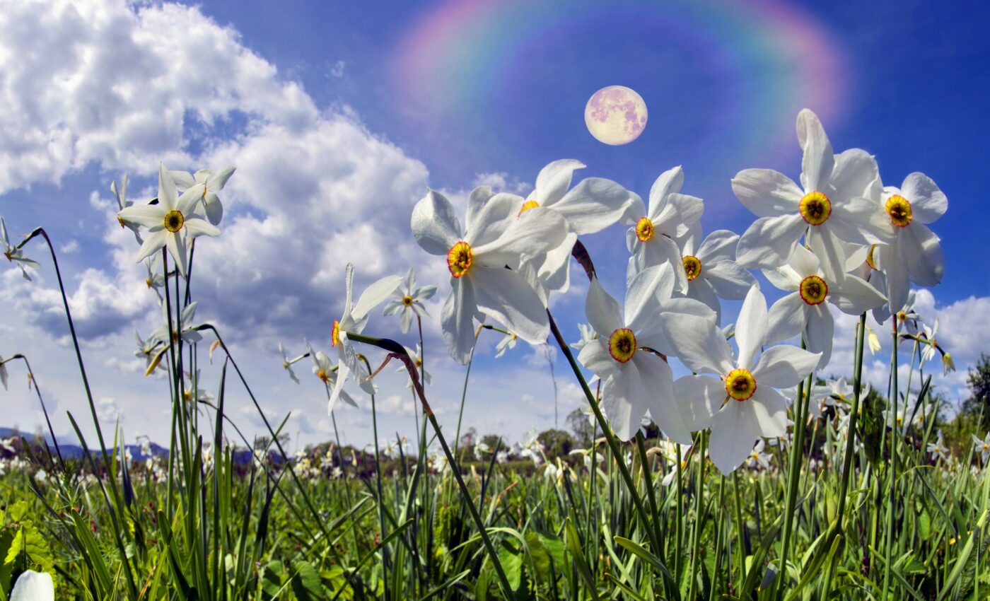 Plants have a “fight or fix” response to injury