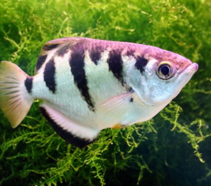 Archerfish.jpg
