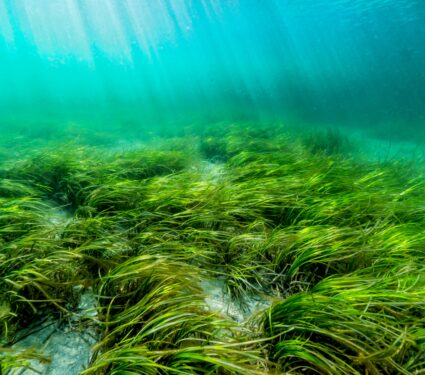 Seagrasses2.jpg