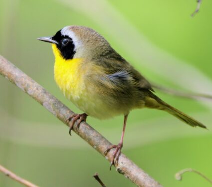 2022/02/Yellowthroats.jpg