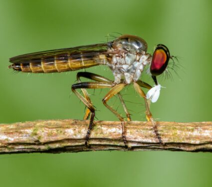 Robber-flies.jpg