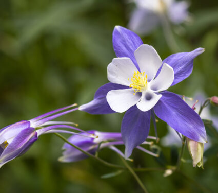 Close,Up,Blue,Columbine,Wildflower,Blooms,In,Mountain,Aspen,Forest