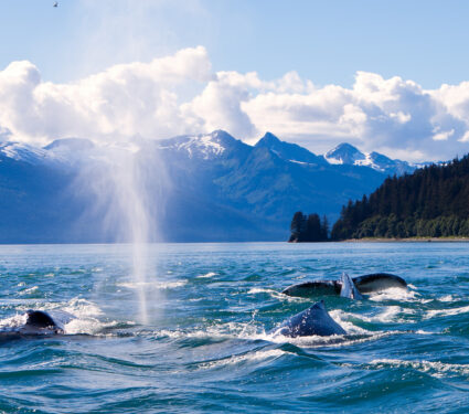 Humpaback,Whales,Playing,In,The,Ocean,In,Juneau,,Alaska
