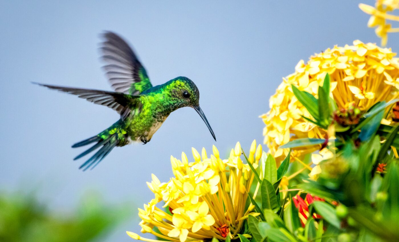 Bird pollination can be advantageous for plants