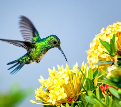 Hummingbirds-2.jpg