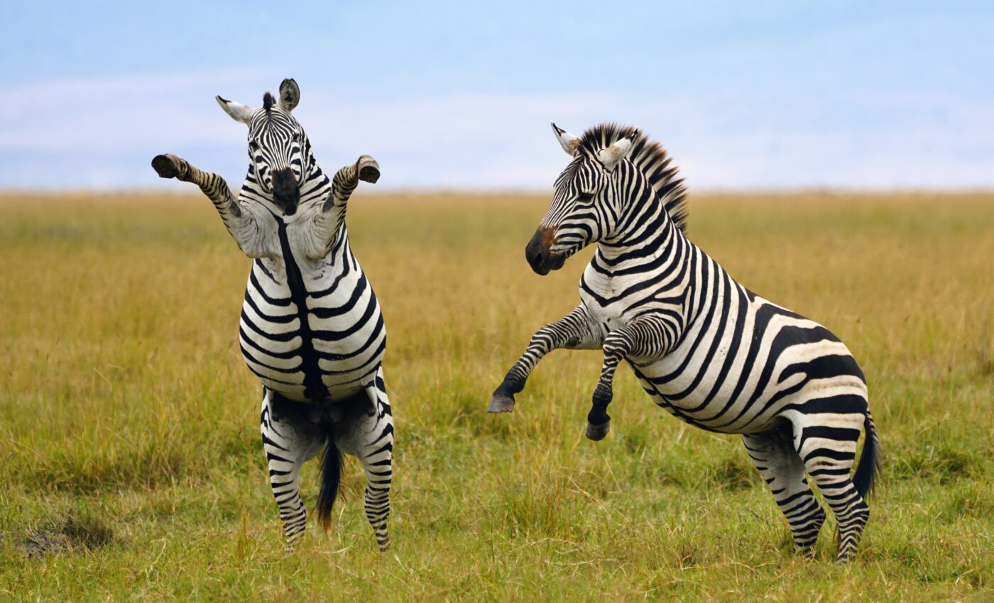 Vacation photos can help save endangered animals