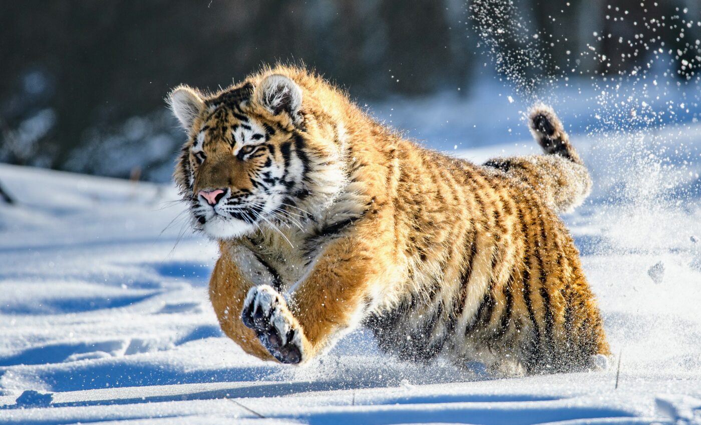 World Wildlife Day draws attention to individual animals