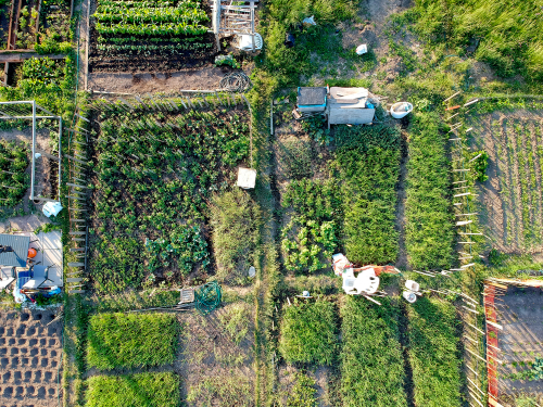 Step Into the Future: Urban Farming