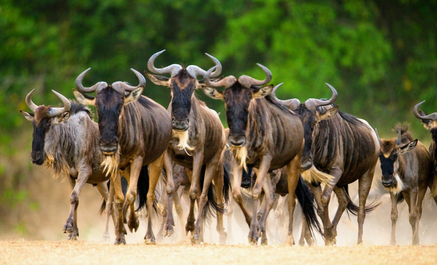 Big-data technologies reveal how animals survive in a changing world