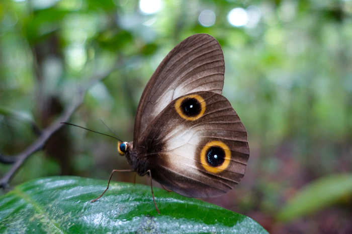 Butterfly eyespots reuse genes that pattern limbs and wings