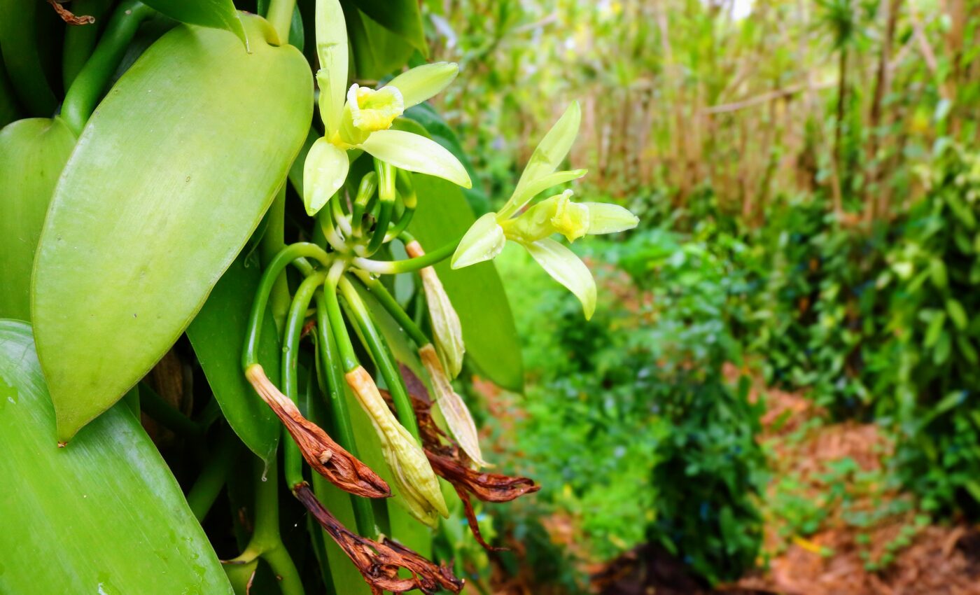 Vanilla cultivation can be beneficial for people and nature