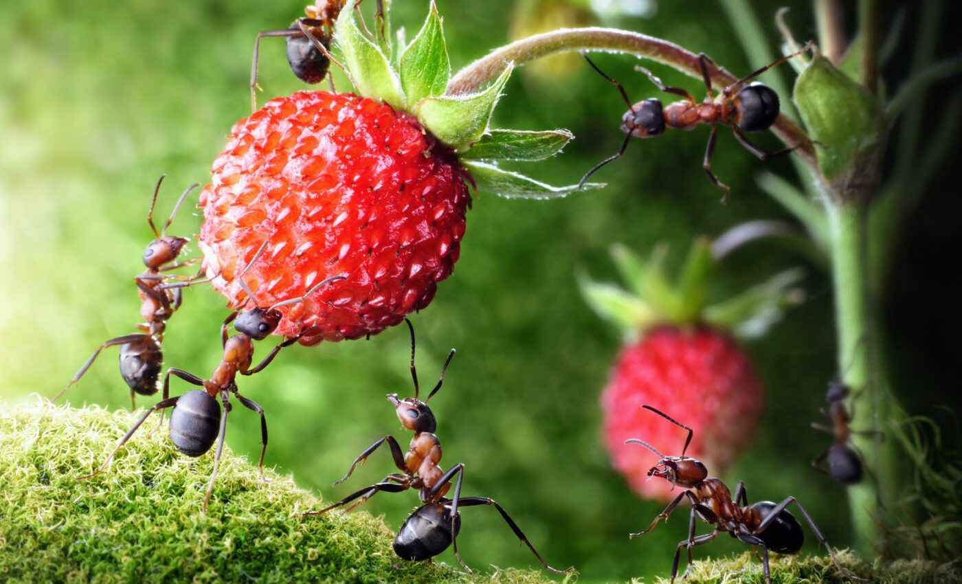 Division of labor in ants emerged over 100 million years ago