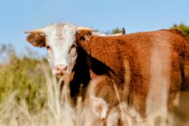 Hereford, Texas: The beef capital of the world