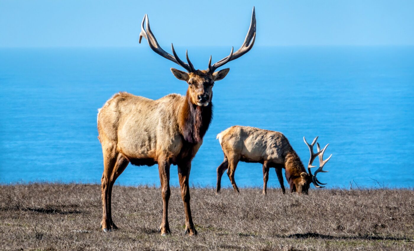 National Park Service accused of willfully killing Tule elk