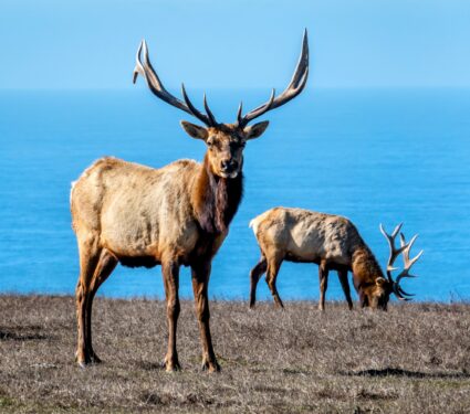 Tule-elk2.jpg