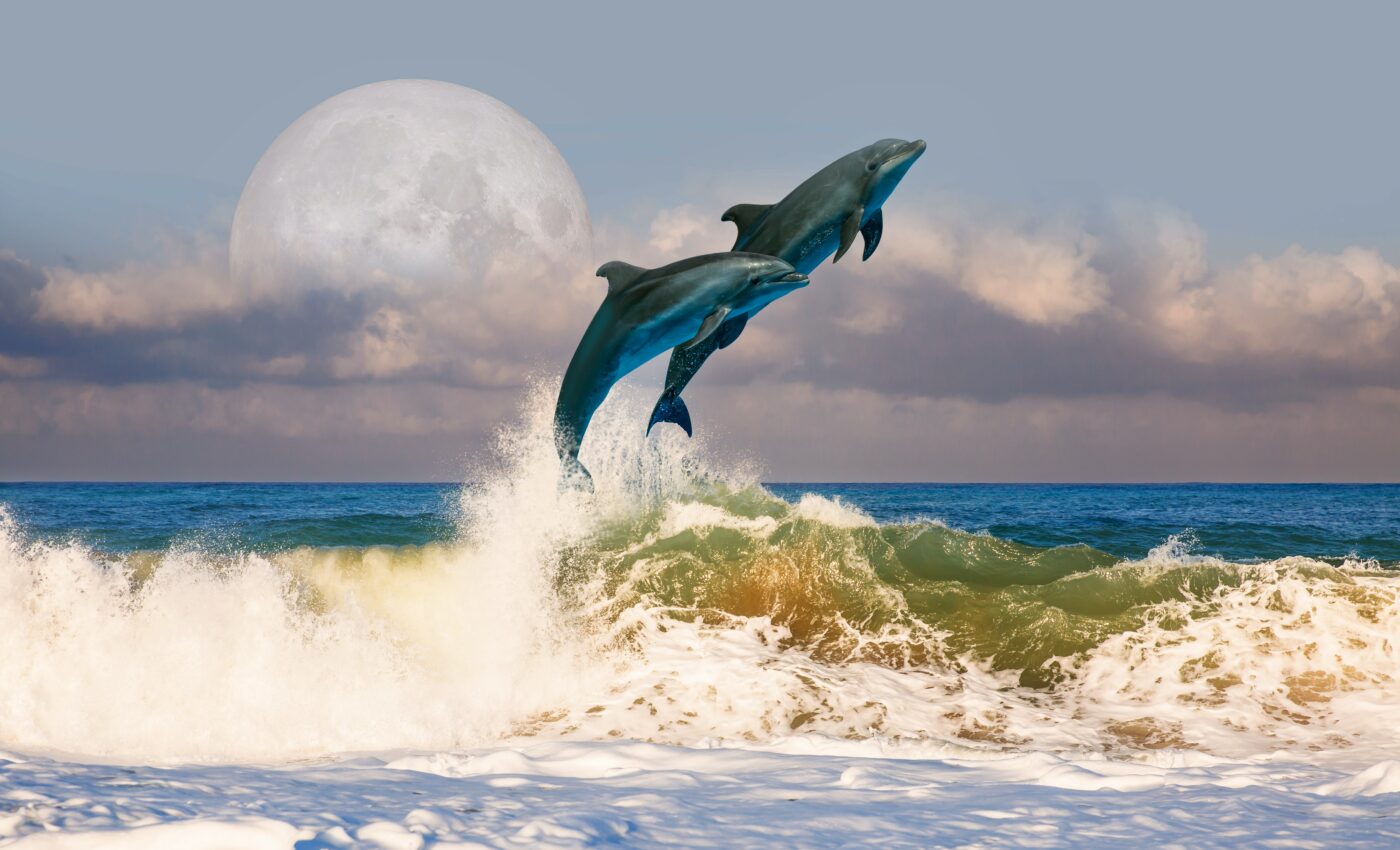 Dolphins burn energy during speedy swims for survival