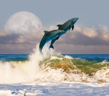 Dolphins-energy.jpg