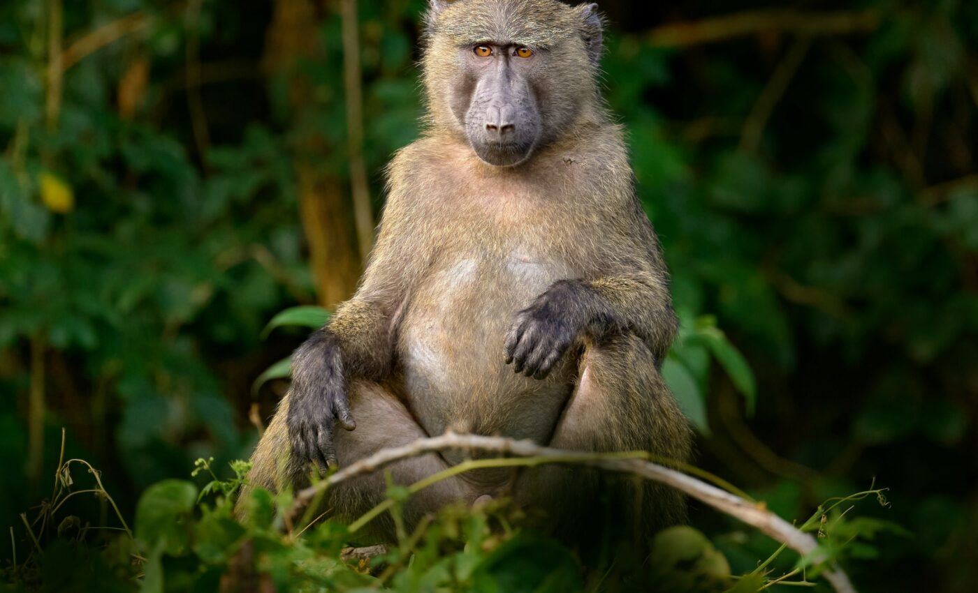 Primates sacrifice sleep to meet life's daily demands