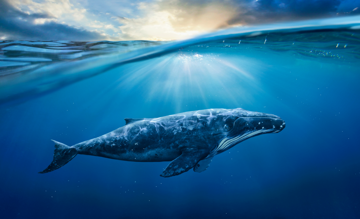 Environmental DNA collected from water used to monitor whales