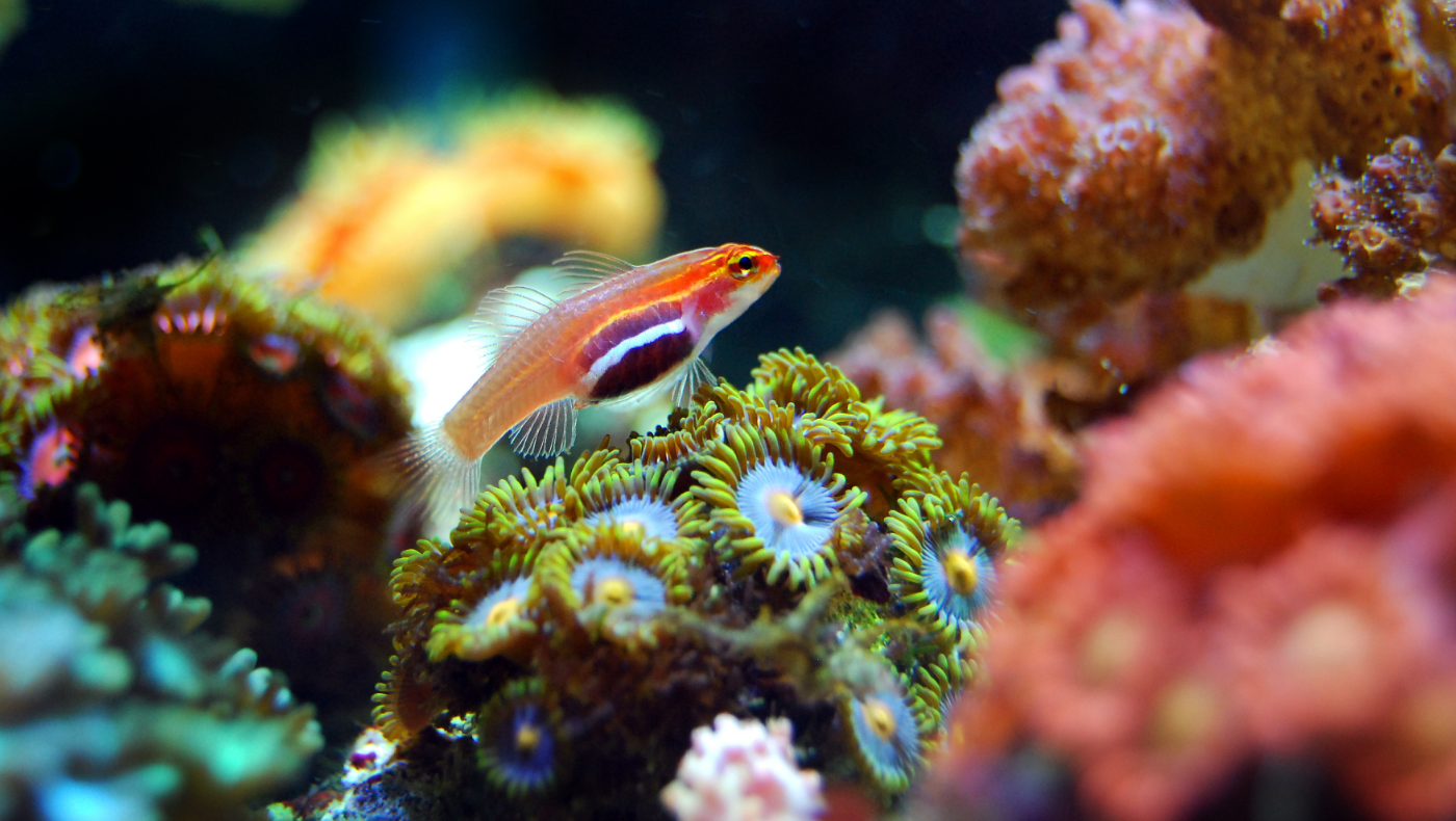 Corals can be trained to endure heat stress