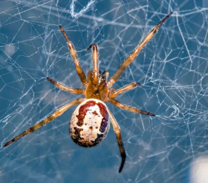 False-widow-spider.jpg