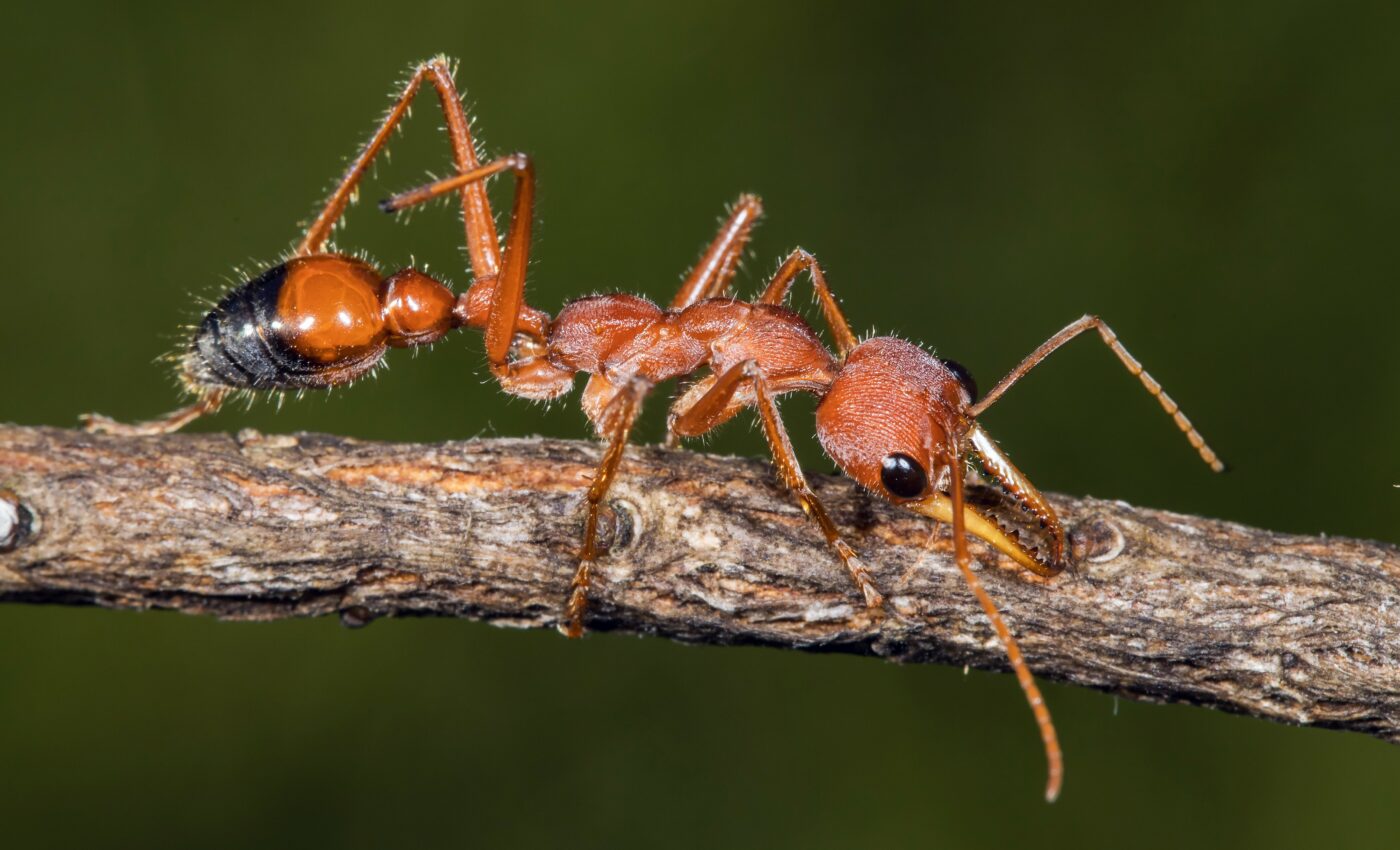 Bull ants have a ferocious sting that causes long-term pain