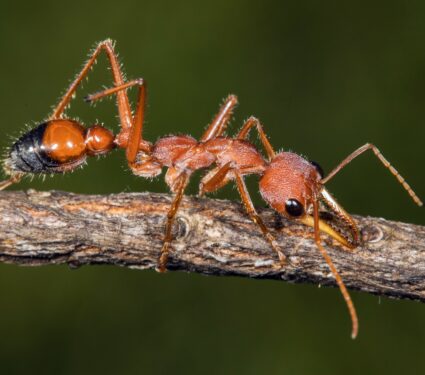 Bull-ant.jpg