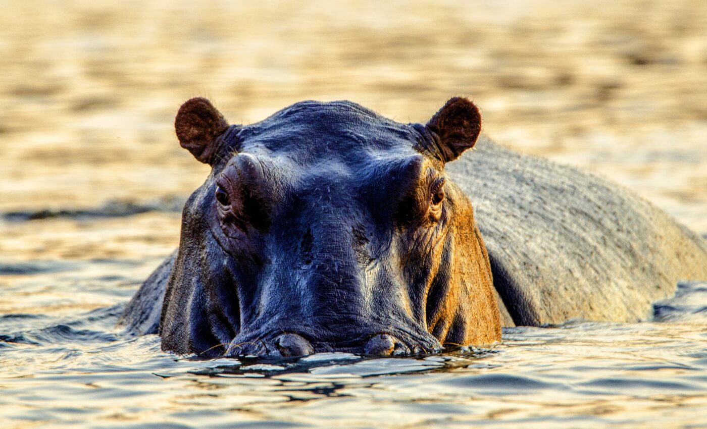 Giant sauropods walked more like hippos than elephants