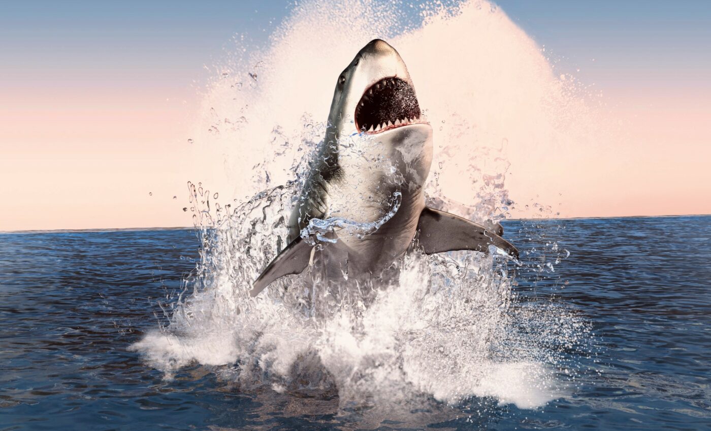 Megalodons grew larger in cold water