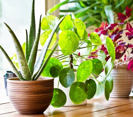 Houseplants-3.jpg